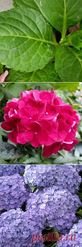 Гортензия крупнолистная: выращивание и уход — FloweryVale.ru