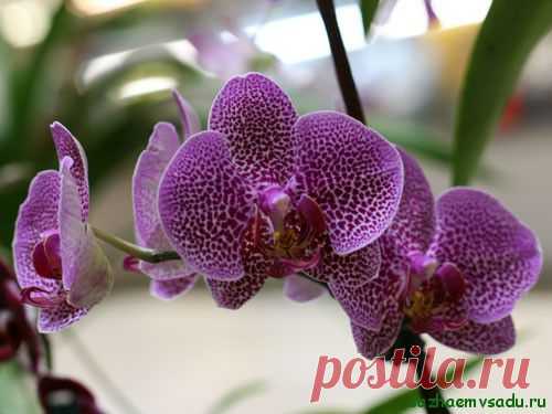 Ошибки в уходе за орхидеями. Их последствия