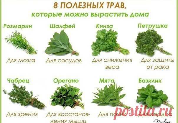 8 полезных трав, которые можно вырастить на окошке |