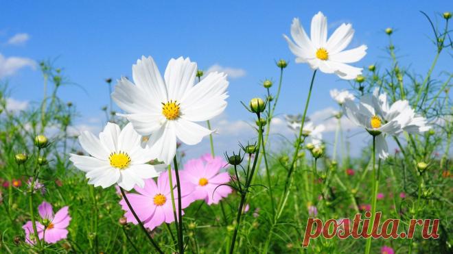 18-kosmeya-oboi-cvety-1366x768.jpg (1366×768)