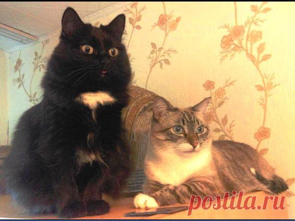 Кто красивей | Кошка Чернуха и кот Беляшик | Яндекс Дзен
