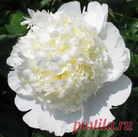 ~Hollingsworth Peonies - Bridal Shower | Flowers - Peonies