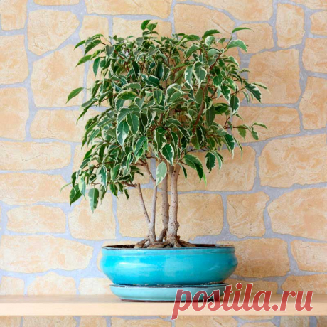 Комнатное растение Фикус Бенджамина (Ficus benjamina). Фикус - обширный род, включающий около 800 видов деревьев, кустарников и лиан. В домашних условиях выращивают множество видов, среди которых есть низкорослые и ампельные формы. Один из видов, подходящих для содержания в квартирах, - фикус Бенджамина (F.benjamina). Это вечнозеленое дерево с тонкими поникающими побегами и небольшими кожистыми листьями разной окраски и формы.