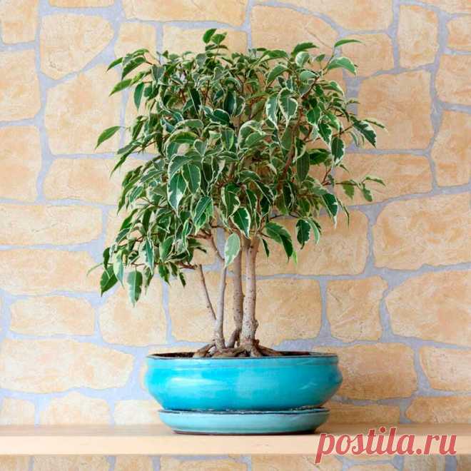 Комнатное растение Фикус Бенджамина (Ficus benjamina). Фикус - обширный род, включающий около 800 видов деревьев, кустарников и лиан. В домашних условиях выращивают множество видов, среди которых есть низкорослые и ампельные формы. Один из видов, подходящих для содержания в квартирах, - фикус Бенджамина (F.benjamina). Это вечнозеленое дерево с тонкими поникающими побегами и небольшими кожистыми листьями разной окраски и формы.