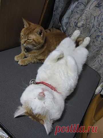 "Леж-ж-жать! - я сказала!!!