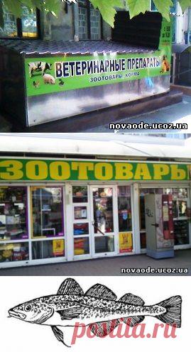 Основные морские рыбы. - Полезное - Разное - Каталог статей - Рыбоводство