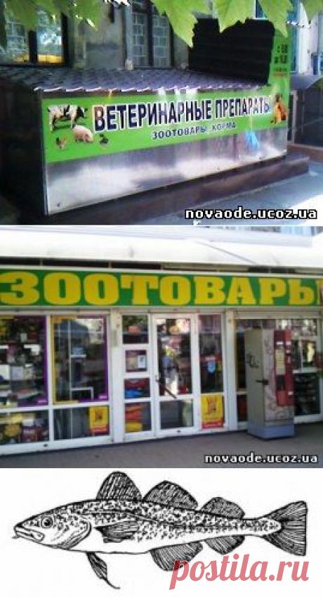 Основные морские рыбы. - Полезное - Разное - Каталог статей - Рыбоводство