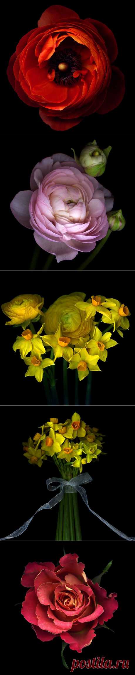 Красота на черном фоне..