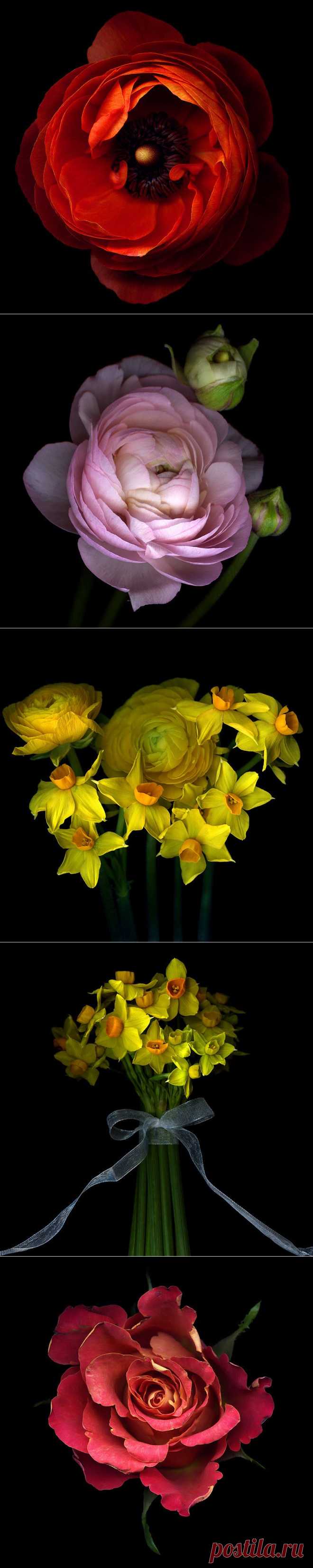 Красота на черном фоне..