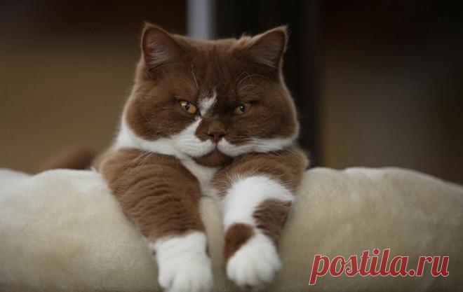 Кошка-показатель благополучия человека | hdok.ru - развивай своё хобби с нами.