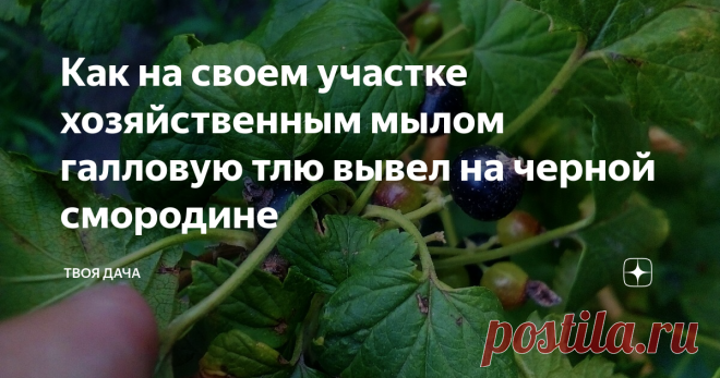 Как на своем участке хозяйственным мылом галловую тлю вывел на черной смородине Многие дачники и огородники заблуждаются в том, что проявление той или инной проблемы возникает мгновенно. На самом деле, даже сейчас есть факторы, которые способствуют проявлению первым ее признакам. Поэтому, чтобы после не тратится на дорогостоящие препараты, стоит уже сейчас произвести некоторые процедуры.
Ошпаривание кипятком. Если честно, то в этом сезоне подумываю про целесообразность