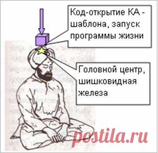 Мозг человека (шишковидная железа)