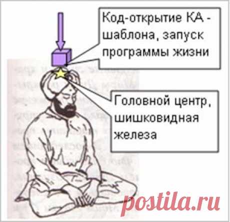 Мозг человека (шишковидная железа)