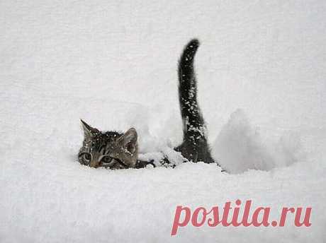 (74) Одноклассники