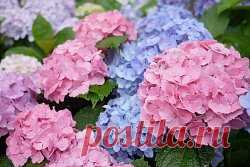 Как вырастить гортензию.
Выращивание гортензии можно осуществлять как на приусадебном участке, так и в домашних условиях. Родина этого нежного цветка с роскошными бутонами цветов - Азорские острова. Гортензия - крупнолистное листопадное растение выращиваемое как небольшой кустарник, достигающий высоты до 1,5м. В продажу поступают в основном сорта крупнолистной гортензии, у которой огромные шаровидные и плоские соцветия.
Пышные шапки цветов гортензии окрашены в белый, розовый, синий, голубой цв