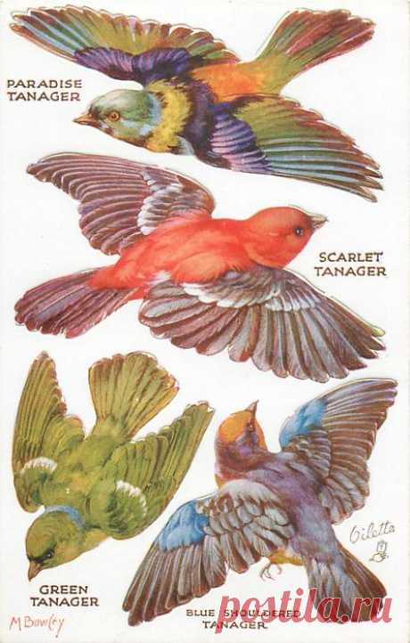 PARADISE TANAGER, SCARLET TANAGER, GREEN TANAGER, BLUE SHOULDERED TANAGER - TuckDB Postcards
