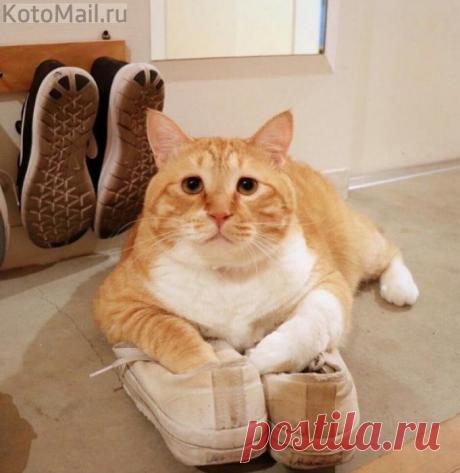 Они - подходят!