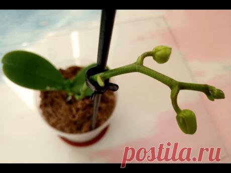Когда зацветают детки орхидеи фаленопсиса? Правильная пересадка детки фаленопсиса