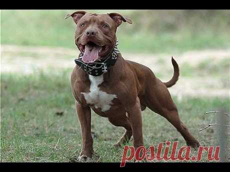 Американский питбультерьер - Полное Описание Породы - YouTube
