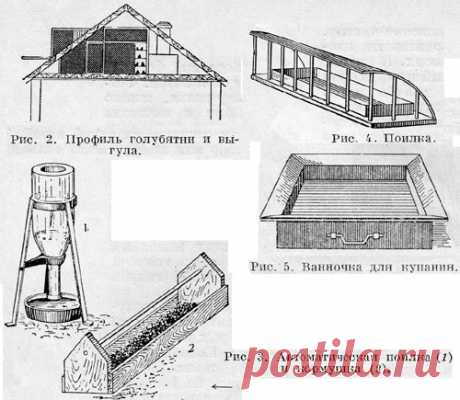 голуби
