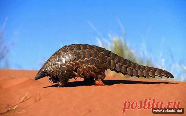animals_00067.jpg (640×400)