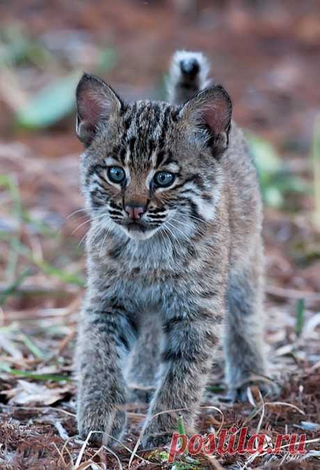 Животные — это ажиотаж — Animalarehype: Lynx от luvi на Flickr.