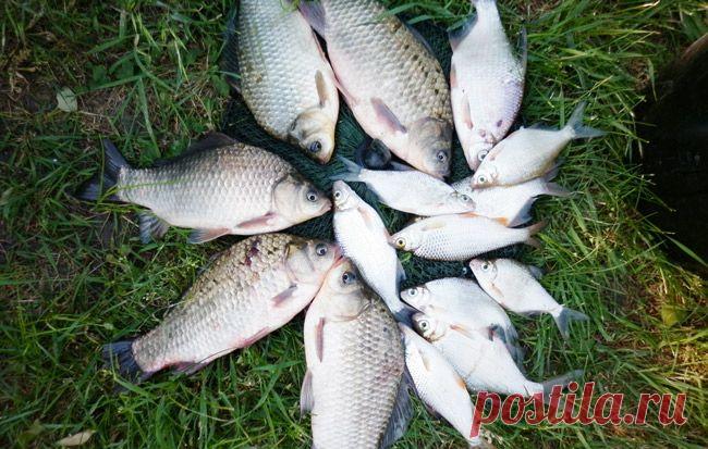 С удочкой в проводку