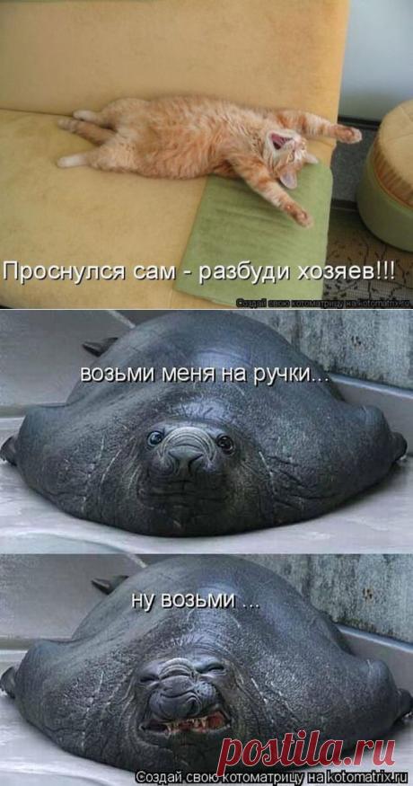 Проснулся сам - разбуди хозяина. Забавная котоматрица
