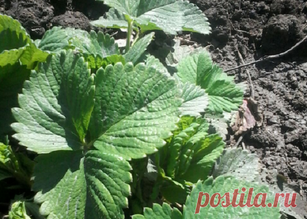 Как просто приготовить целебный раствор для клубники на весь сезон | Летний досуг | Яндекс Дзен