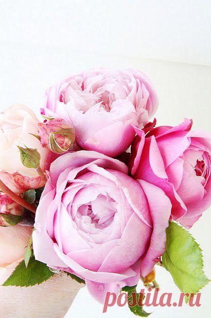 peonies | Nannie's Bloomin' Passion