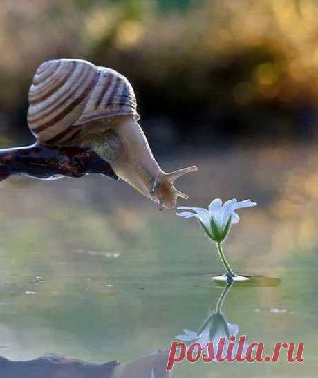 Animals - Google+