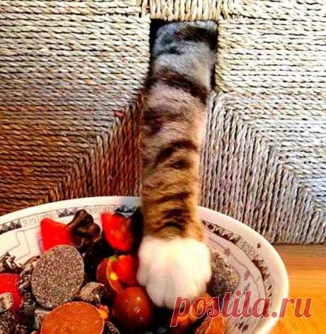 Загребущая лапка:)