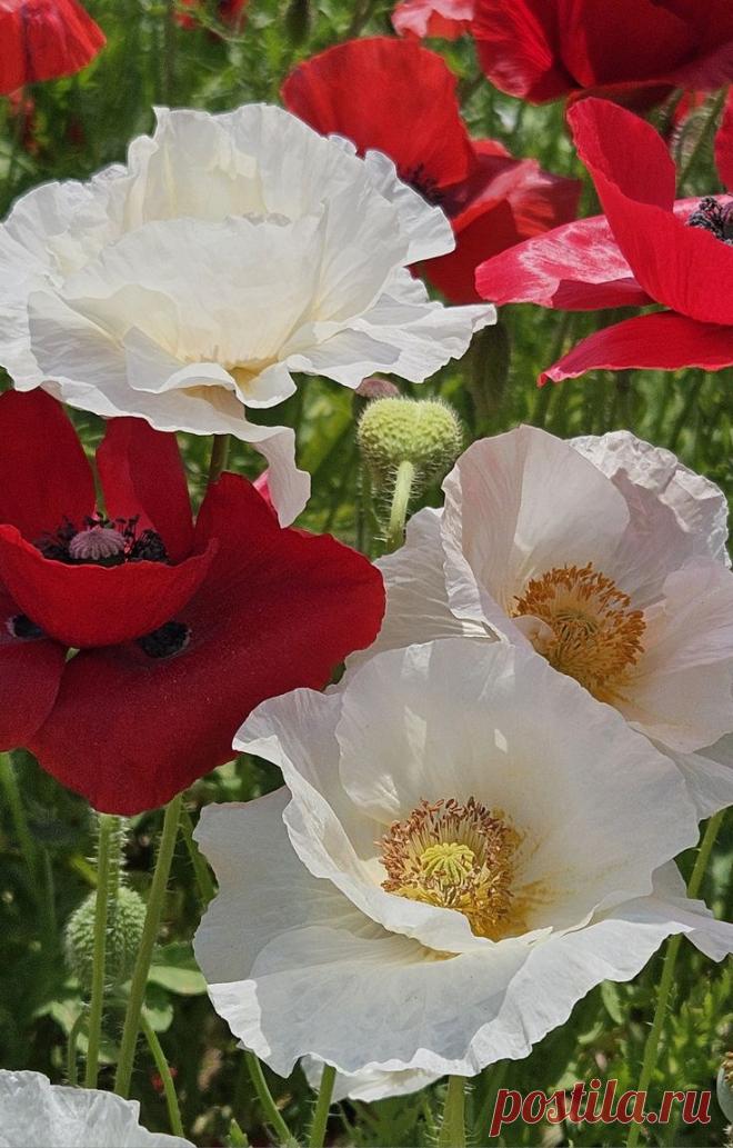 Пин на доске яМАКИ