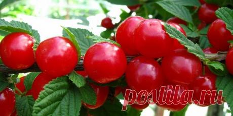 Красно-бордовая красавица в саду — войлочная вишня — 6 соток