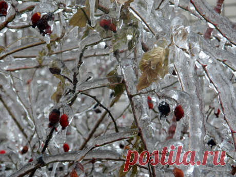 Из альбома &quot;Хрустальный лес&quot;