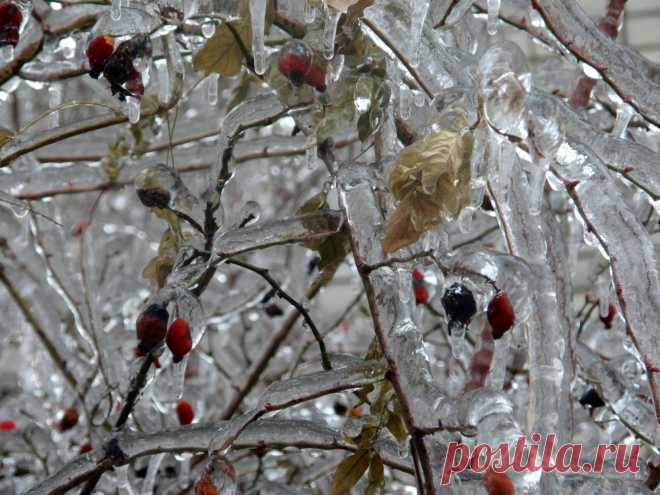 Из альбома "Хрустальный лес"