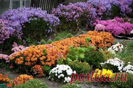 Клумба "Продлим лето": 7 лучших осенних цветов | Секреты сада. Дача, цветы | Яндекс Дзен