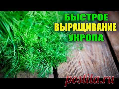 НИКТО НЕ ВЕРИТ! ВЫРАЩИВАНИЕ УКРОПА ЧЕРЕЗ РАССАДУ!