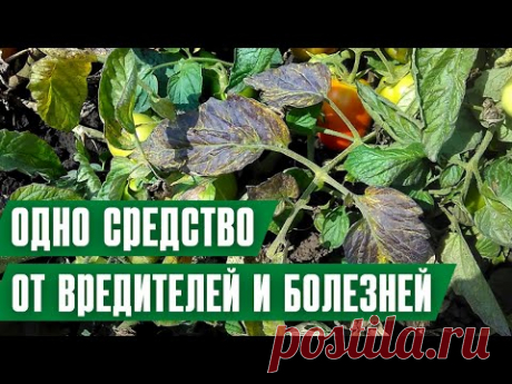 ЗАБУДЬТЕ ПРО ВРЕДИТЕЛЕЙ! Лучшее средство защиты растений летом!