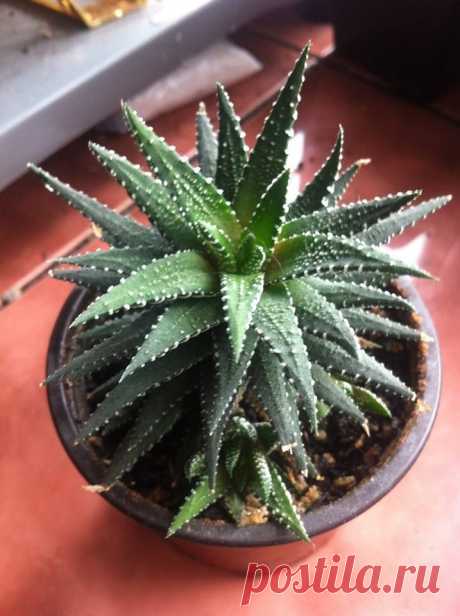 хавортия фасциата | Plants, Succulents