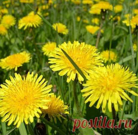 Сорняки в огороде - только на пользу