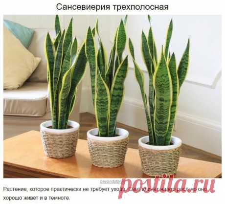 9 домашних растений, которые могут выжить даже в самом темном углу. 

Сохрани на стенку, чтобы не потерять!