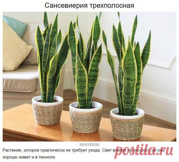 9 домашних растений, которые могут выжить даже в самом темном углу. 

Сохрани на стенку, чтобы не потерять!