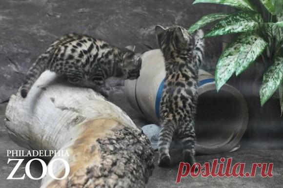 Я не могу перестать улыбаться. Черноногая кошка, самая маленькая кошка в мире, открыта для публики (Филадельфийский зоопарк, США): Carapia