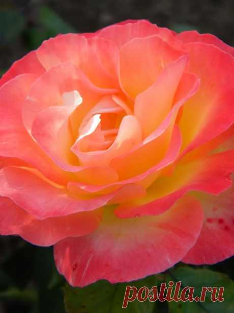 ~~Angels In Pink | Rose Garden in Balboa Park, San Diego, California by NatureRaven~~  |  Pinterest: инструмент для поиска и хранения интересных идей