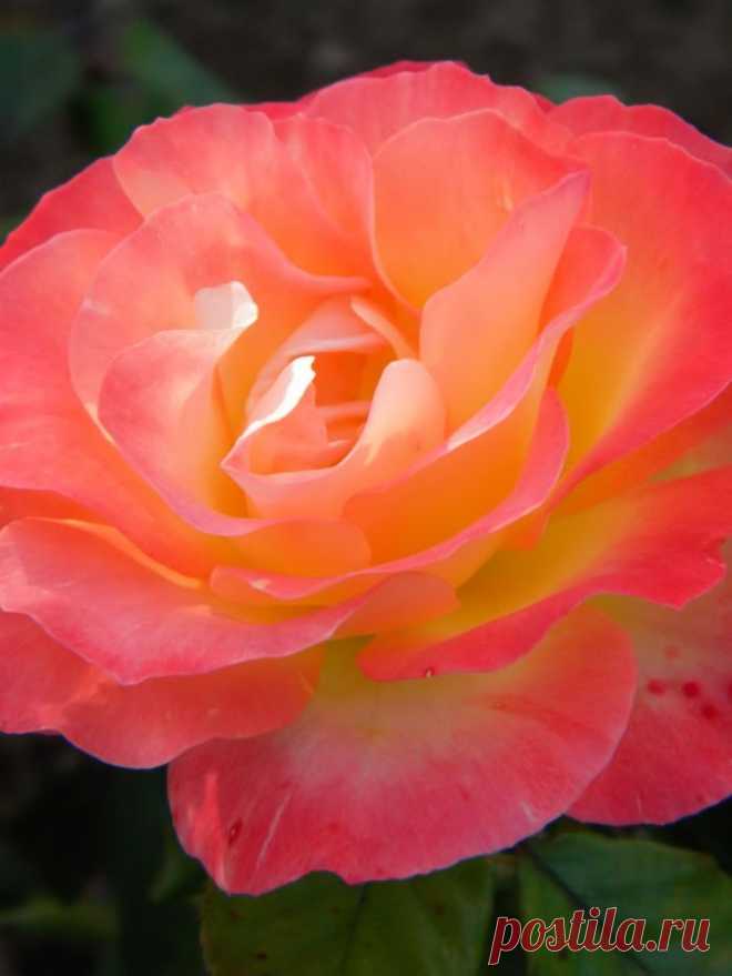~~Angels In Pink | Rose Garden in Balboa Park, San Diego, California by NatureRaven~~  |  Pinterest: инструмент для поиска и хранения интересных идей