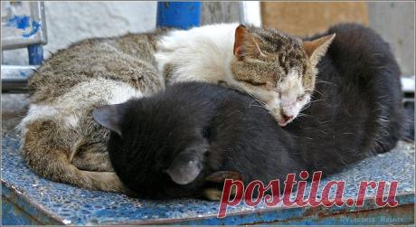 Коты Инь и Янь - 16 Сентября 2009 - Котейко - все о кошках и котах.