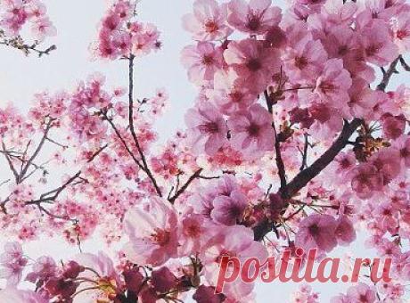 ღ Когда сердце любит, душа расцветает..♡