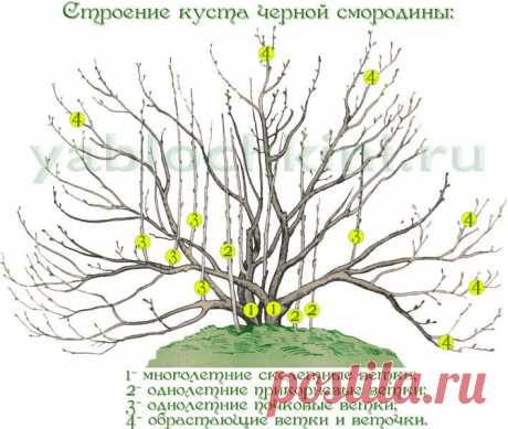 правила обрезки смородины |