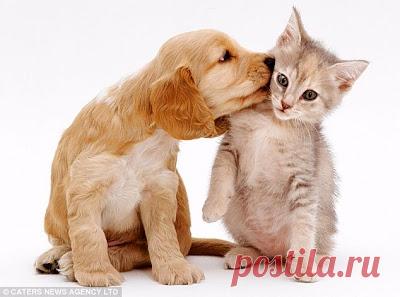 Cute&Cool Pets 4U: Kittens and Puppies Pictures